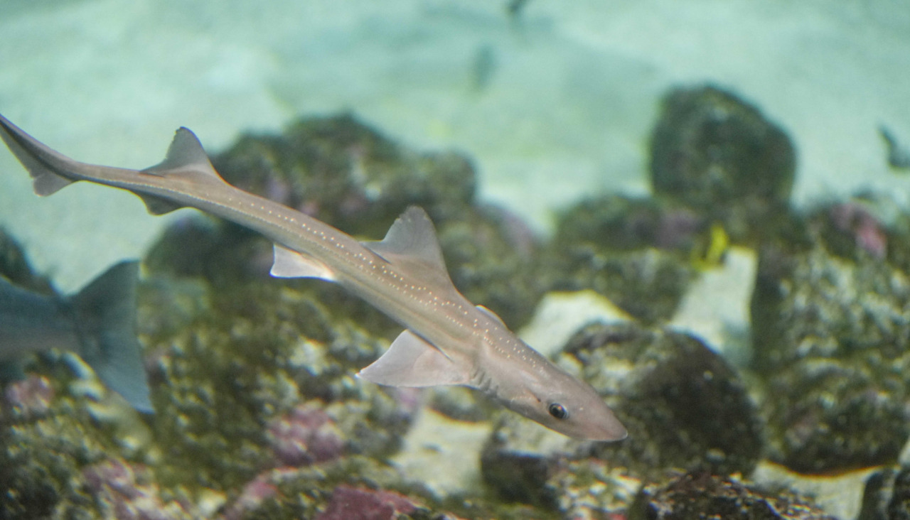 Musolas en el Aquarium de A Coruu00f1a @ Carlota Blanco (2)