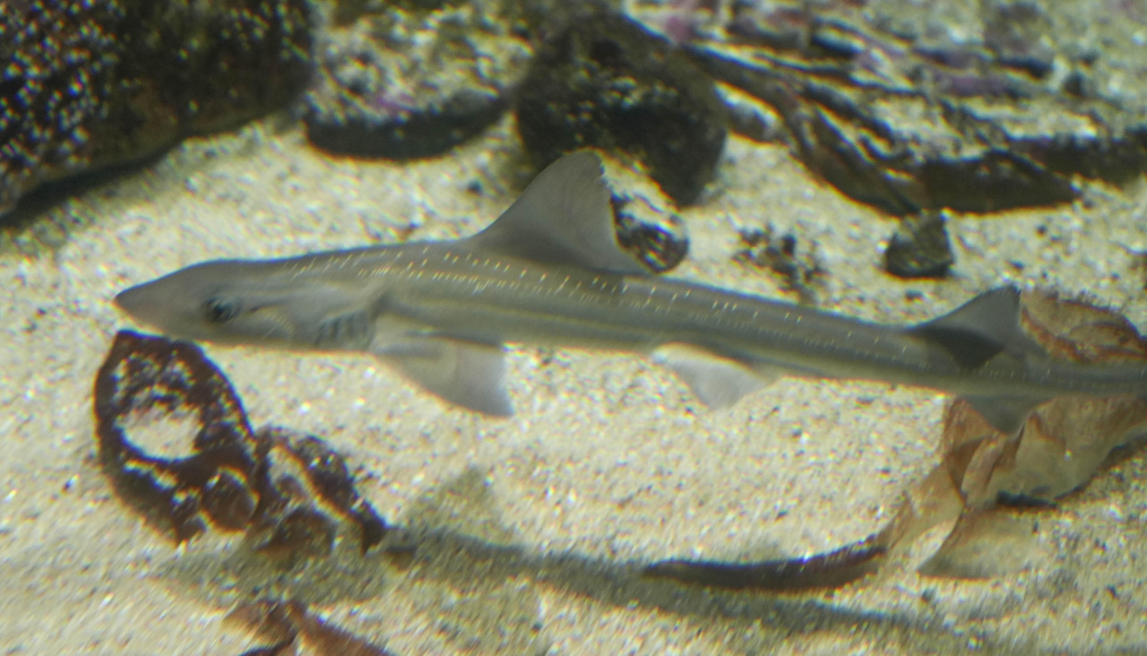 Musolas en el Aquarium de A Coruu00f1a @ Carlota Blanco (3)