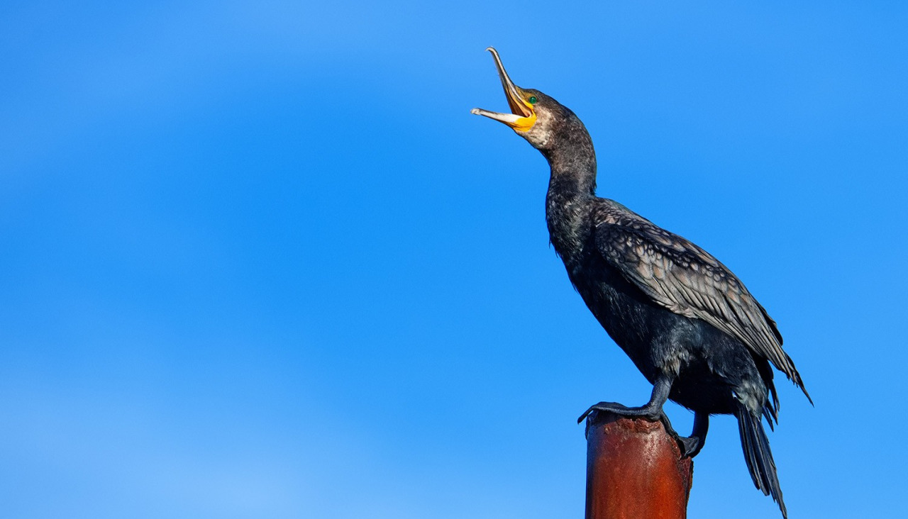 A RAG presenta a ferramenta web cos nomes galegos das aves de Galicia e Espau00f1a