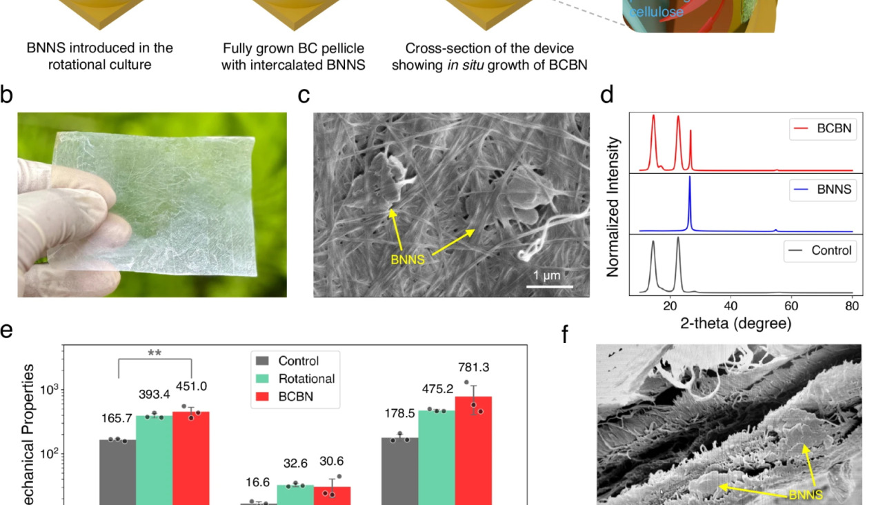 41467 2025 60242 Fig4 HTML