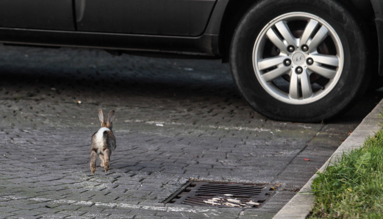 Conejos en el parking de la Torre de A Coruña @ Quintana (5)