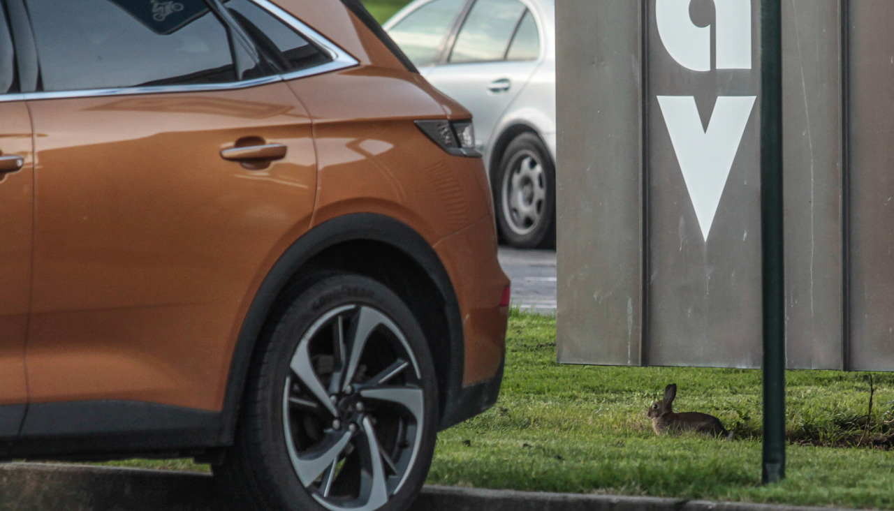 Conejos en el parking de la Torre de A Coruña @ Quintana (2)