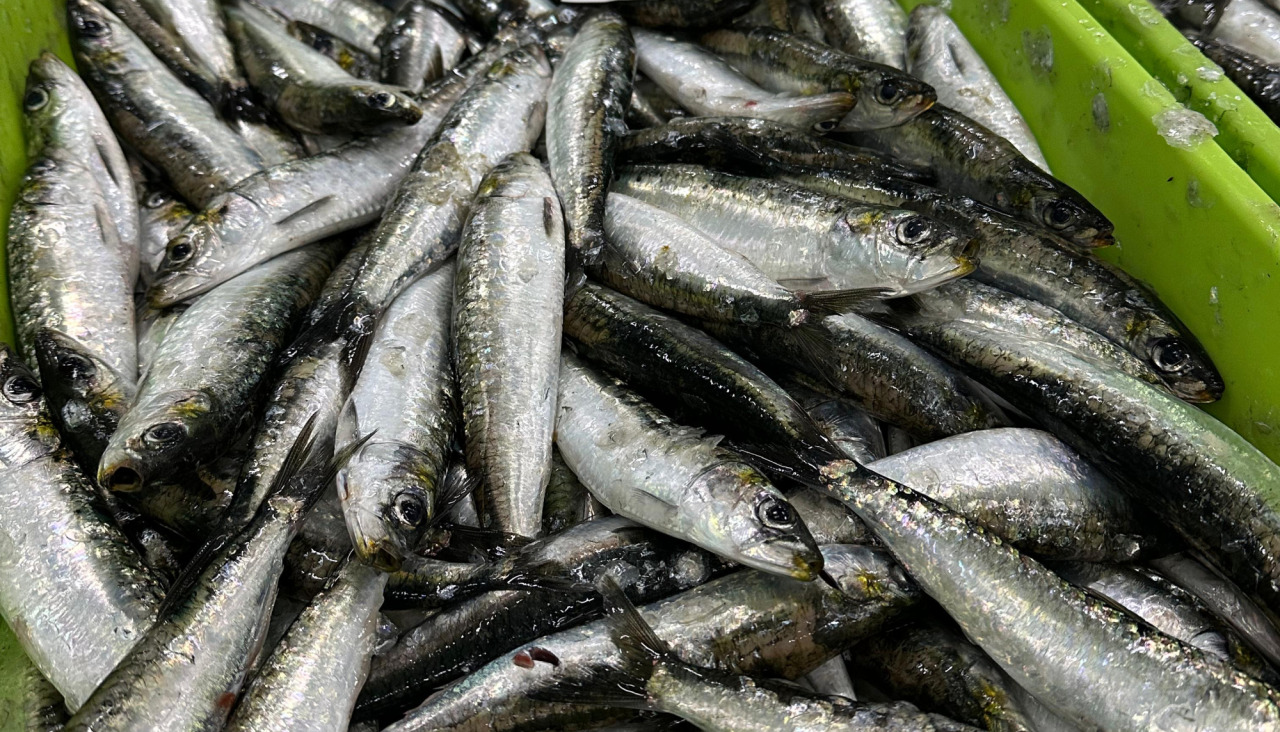 Sardinas en la lonja de A Coruu00f1a (1)