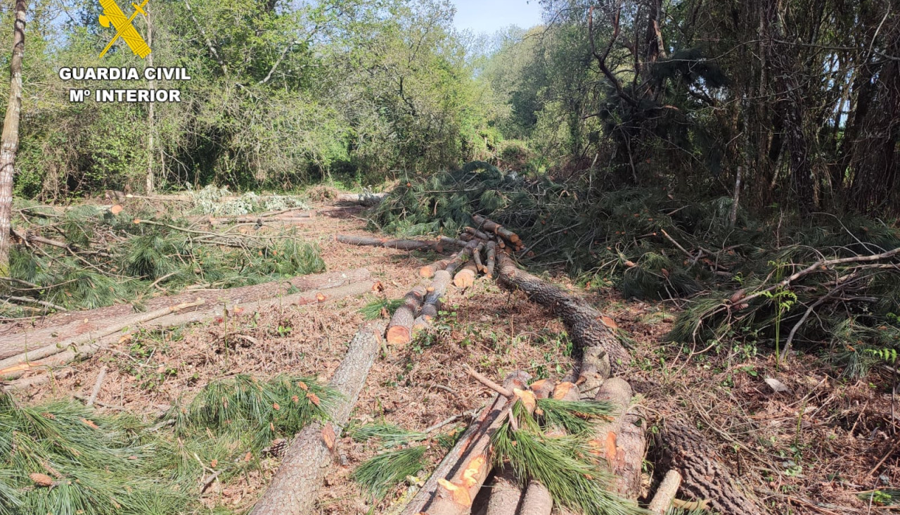 Madera robada en Oleiros (2)