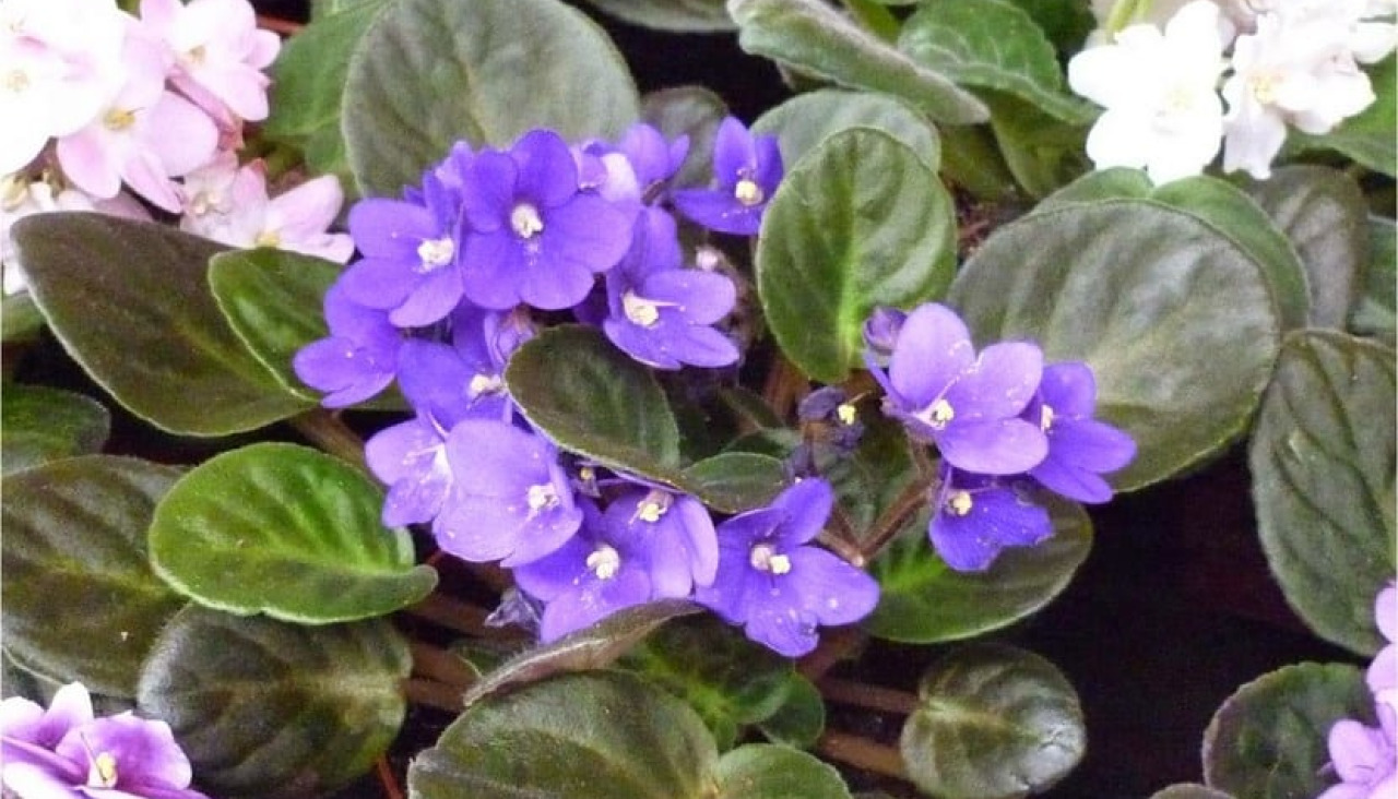 Violetas africanas