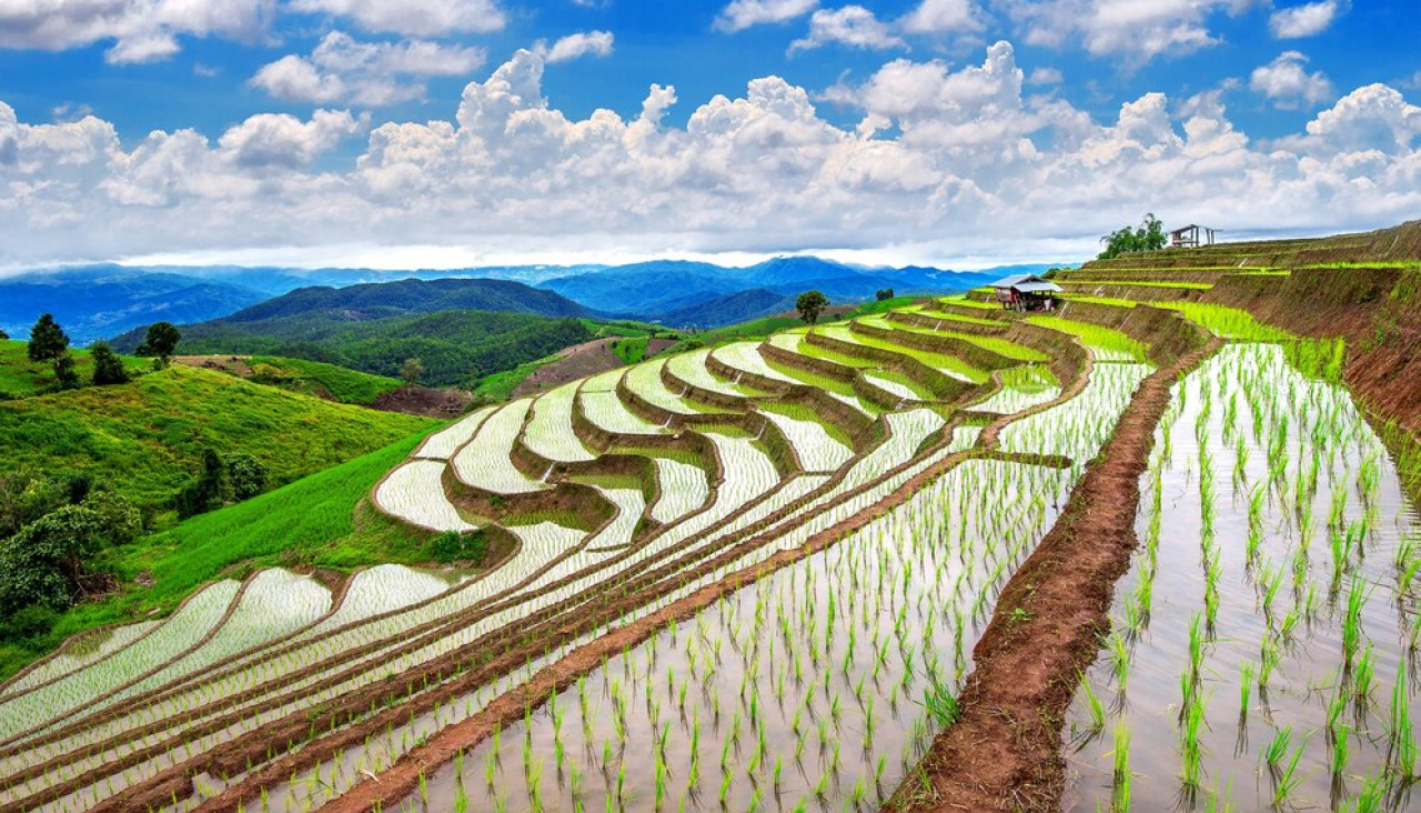 Terraza campo arroz ban pa bong piang chiangmai tailandia 335224 966