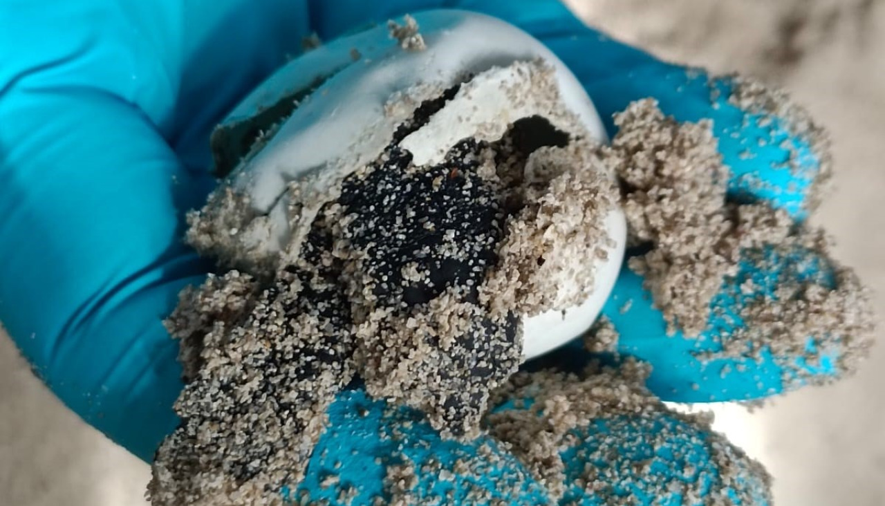 Eclosion tortugas bobas Bioparc Fuengirola agosto 2023 @EP (2)