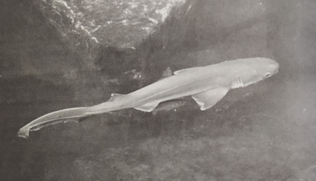 Tiburu00f3n casa de los peces 1998