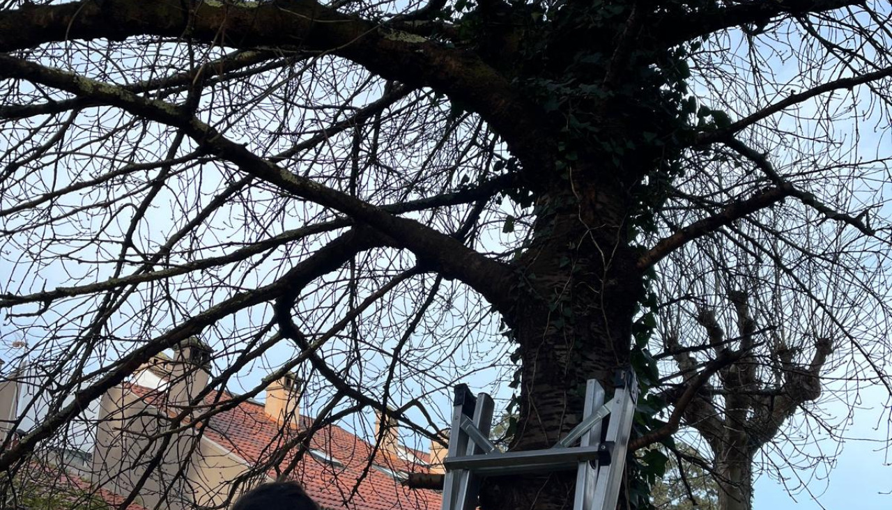 Colocaciu00f3n de Casas nido en Cambre (1)