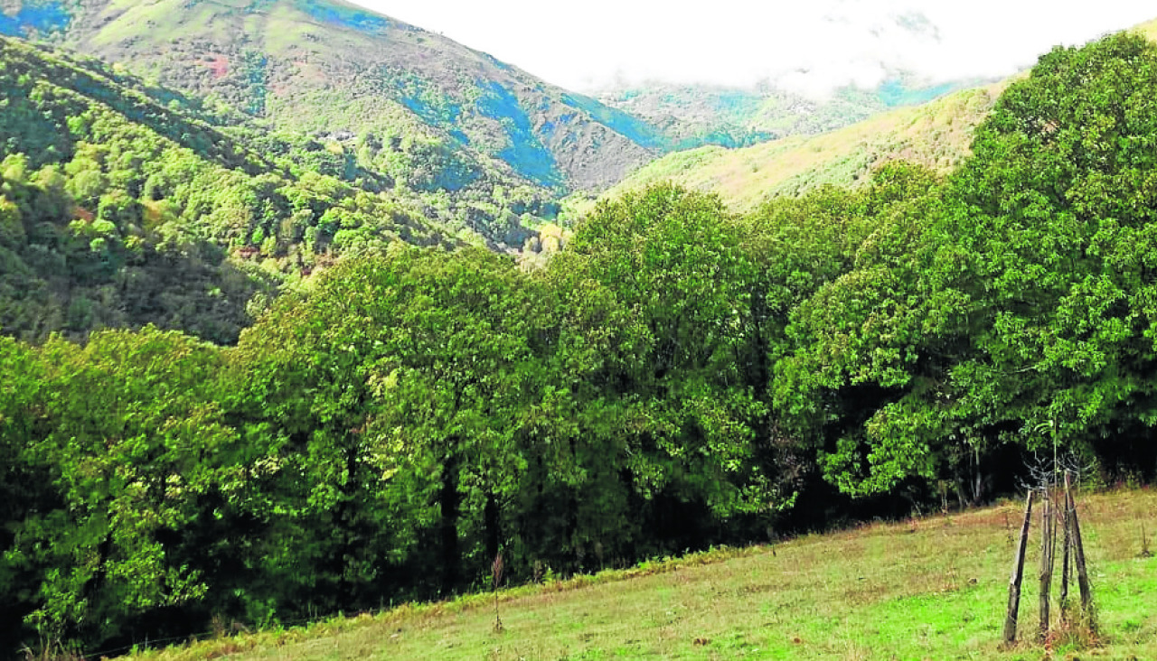 A recuperación de terras álzase como ferramenta para loitar contra o abandono do rural e a anticipación aos lumes