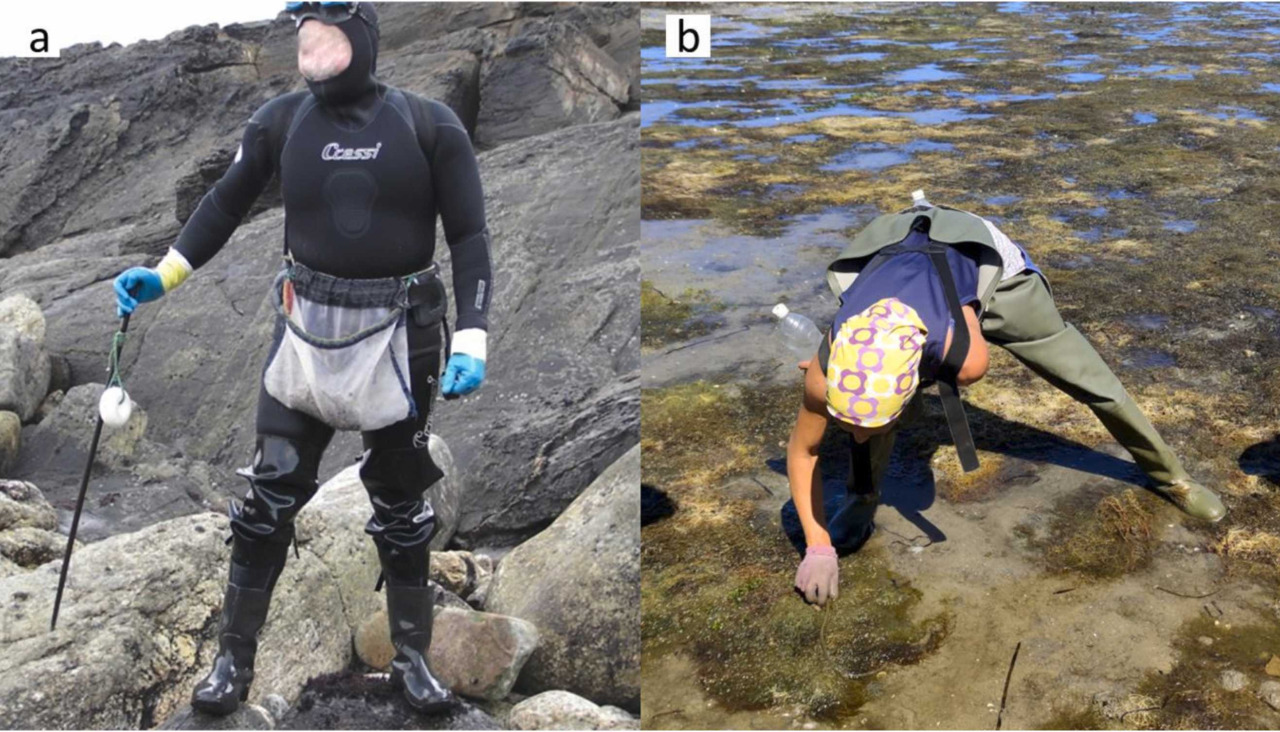 Pesca de poliquetos (2)