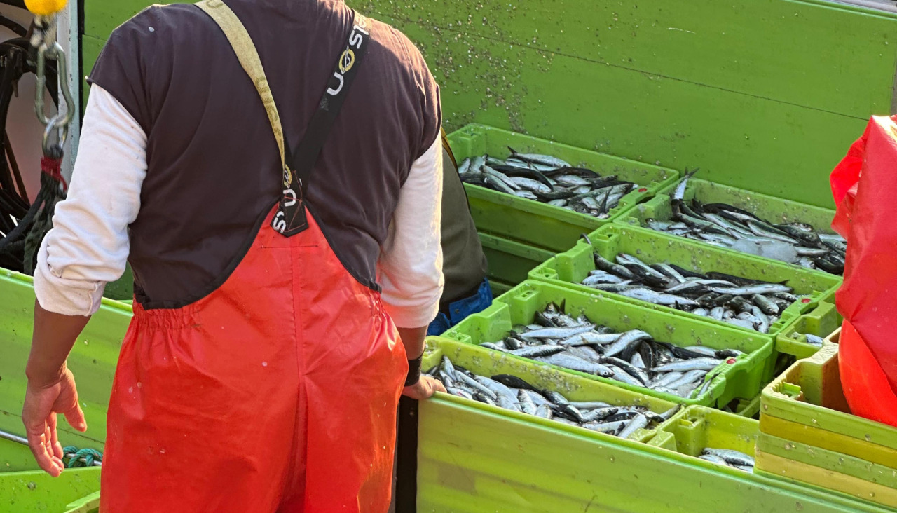 Sardina en A Coruu00f1a por San Juan