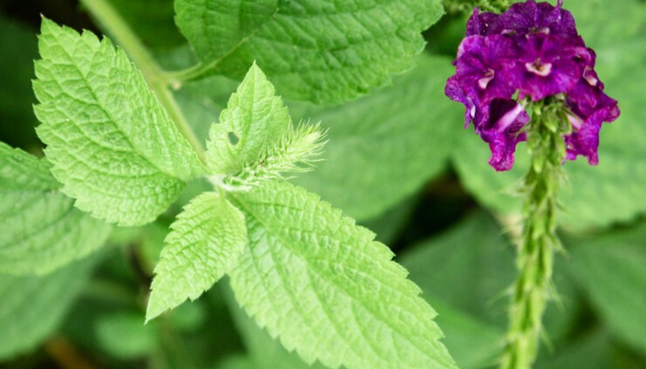 Closeup hojas flor morada 23 2148245245