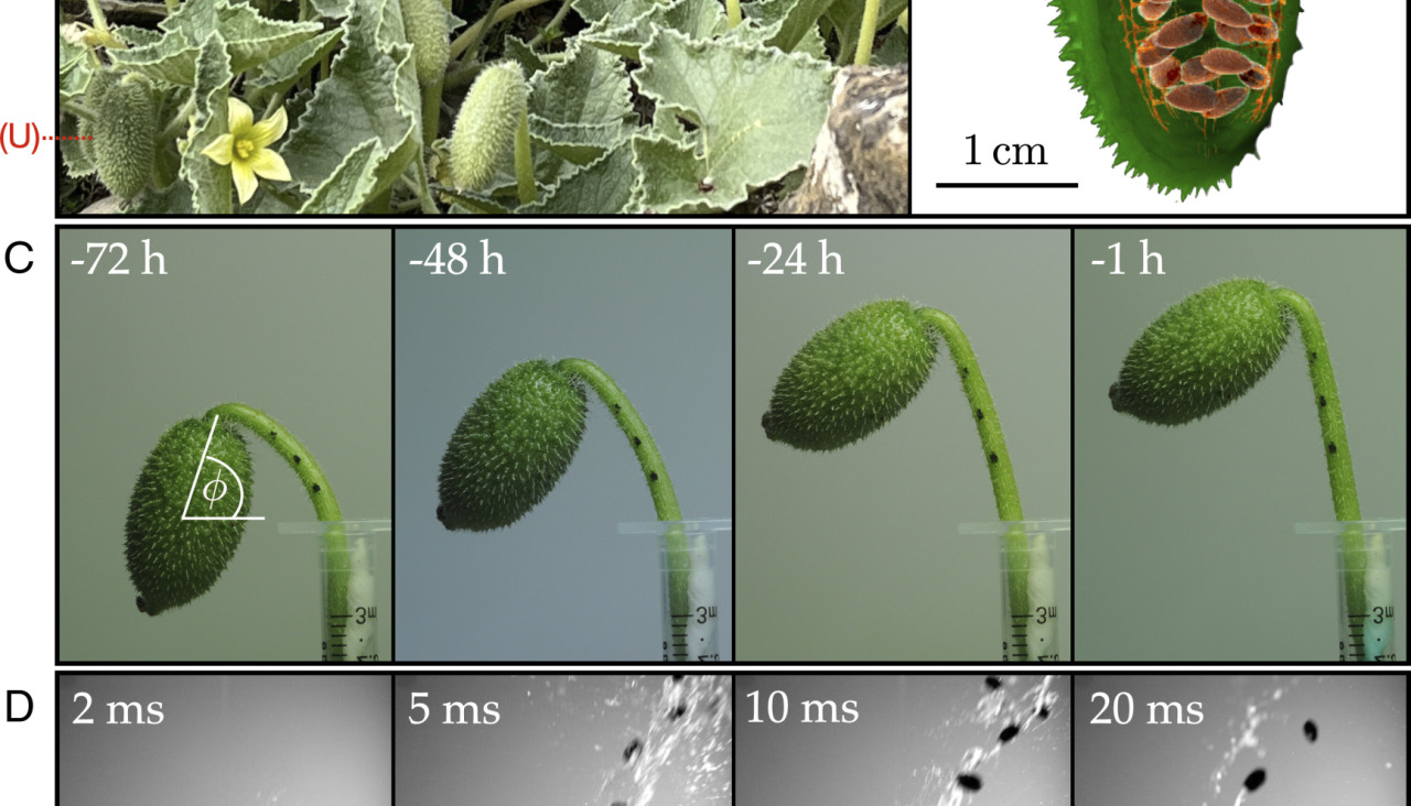 Pnas.2410420121fig01