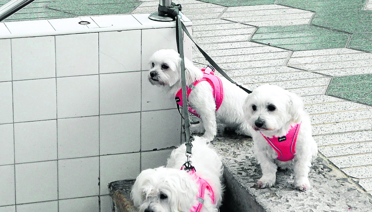 Lgunos llevan su amor por los perros tan lejos que llegan a tener mu00e1s de uno, e incluso tres @ Quintana