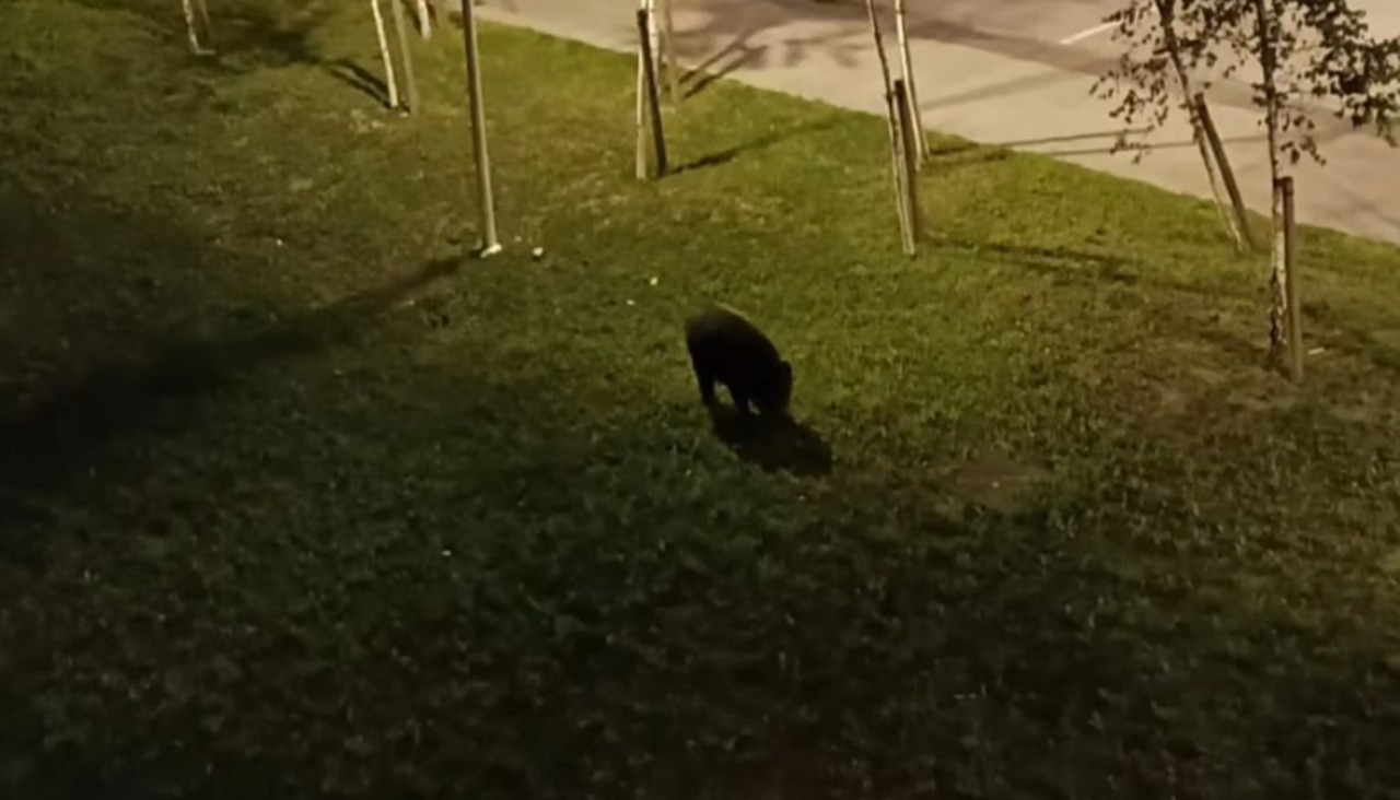 Un jabalí pasea por Xuxán