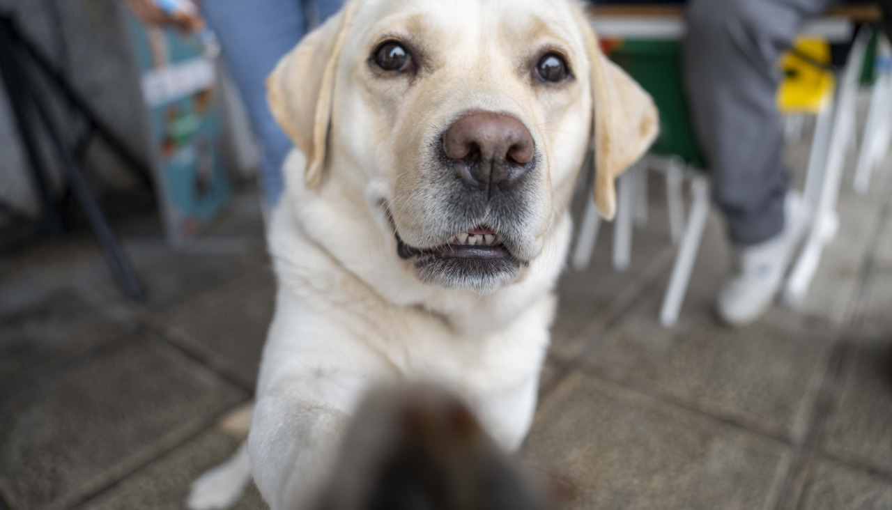 Uno de los perros que participaron en el evento saluda a la cámara