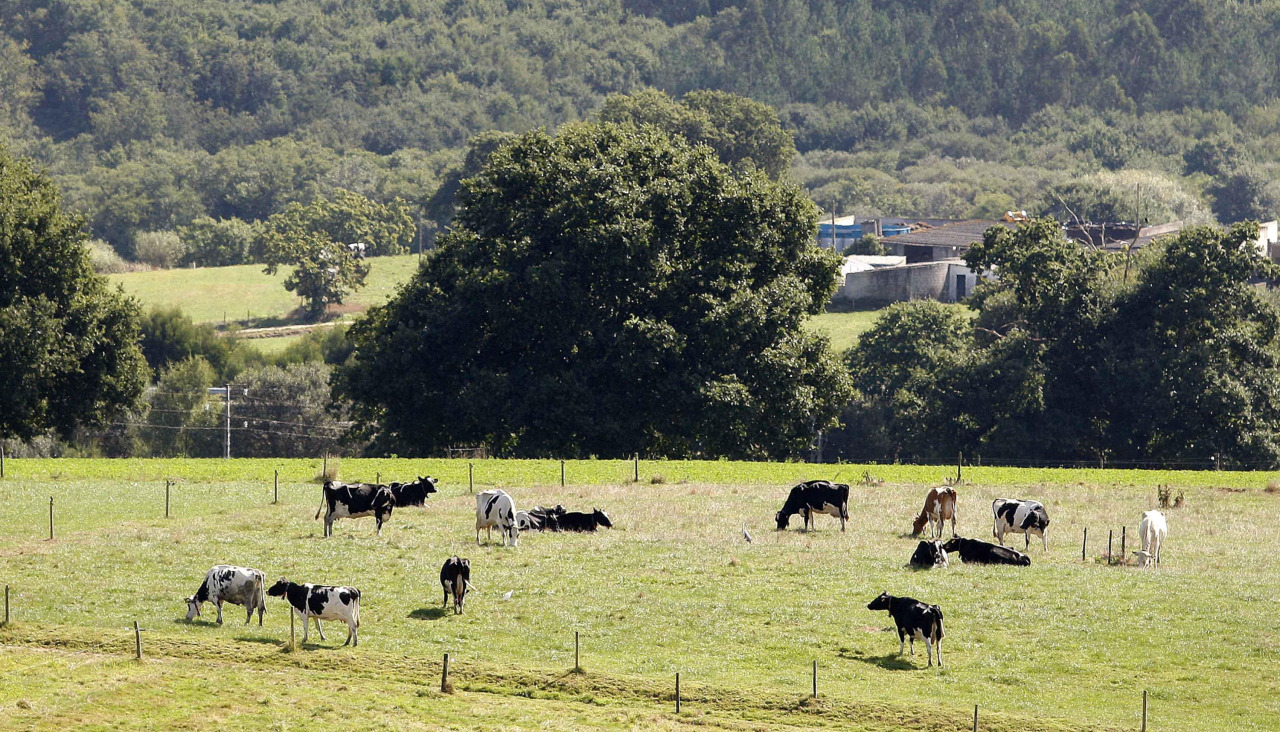 Varias vacas pastan nunha explotación gandeira na provincia da Coruña