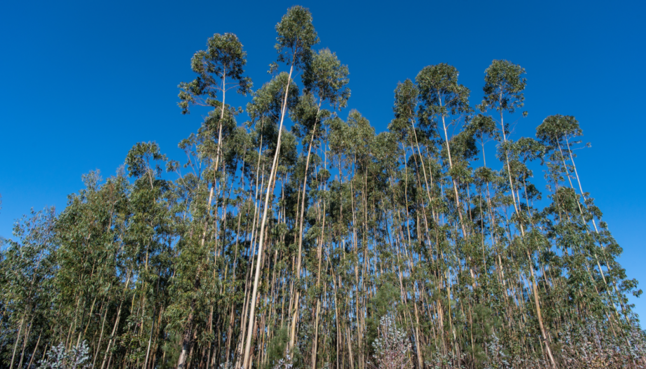 Los vecinos denuncian que los eucaliptos están demasiado cerca de las casas de Infesta