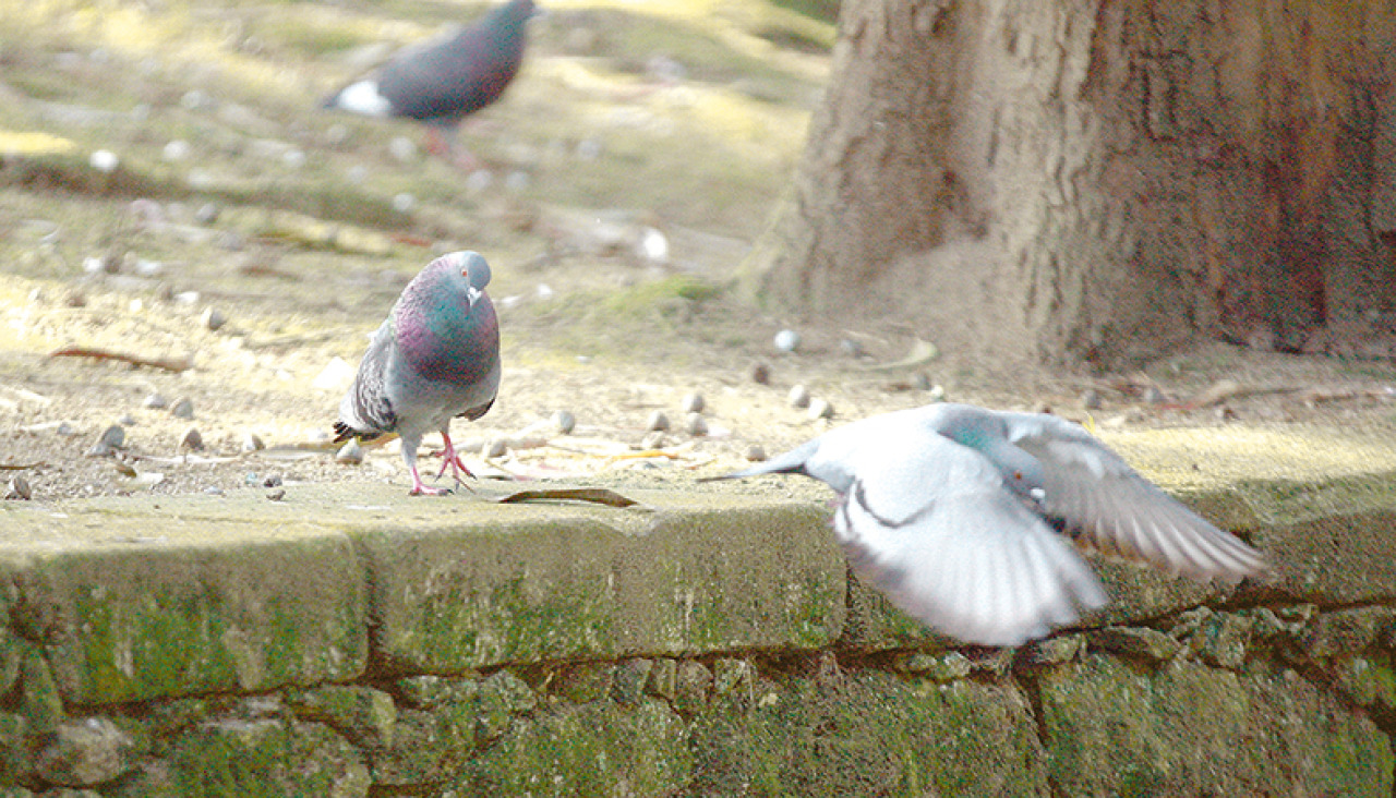 Palomas en un parque de A Coruña, en una imagen de 2018