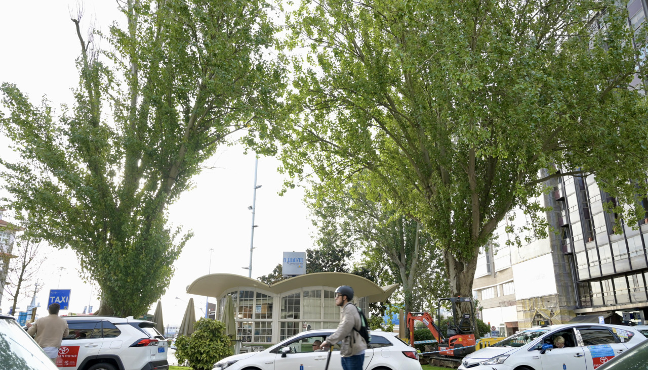 El chopo enfermo de la plaza de Ourense, a la derecha