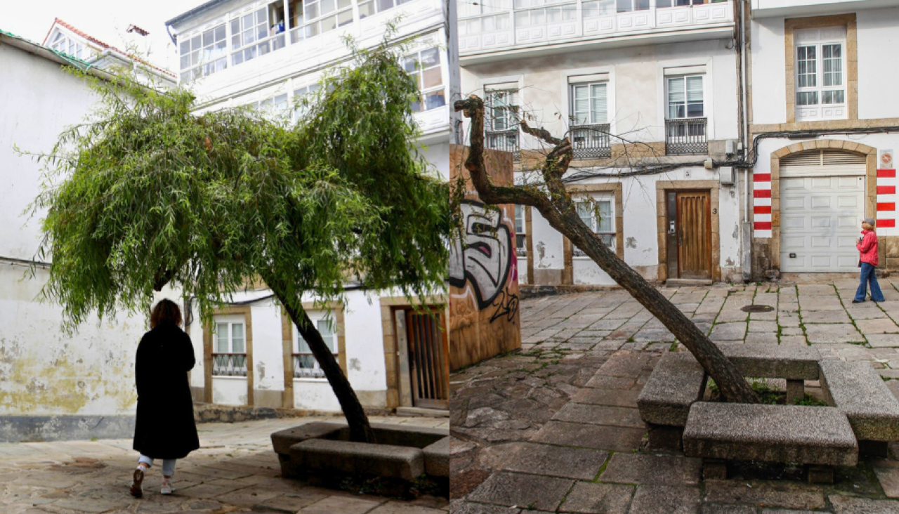 Ciudad Vieja sauce llorón