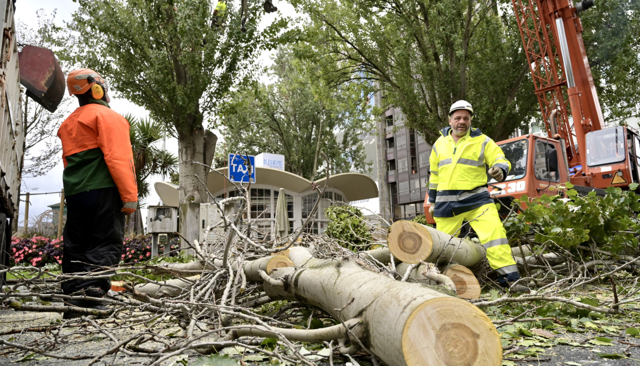 Tala de un chopo en la plaza de Ourense