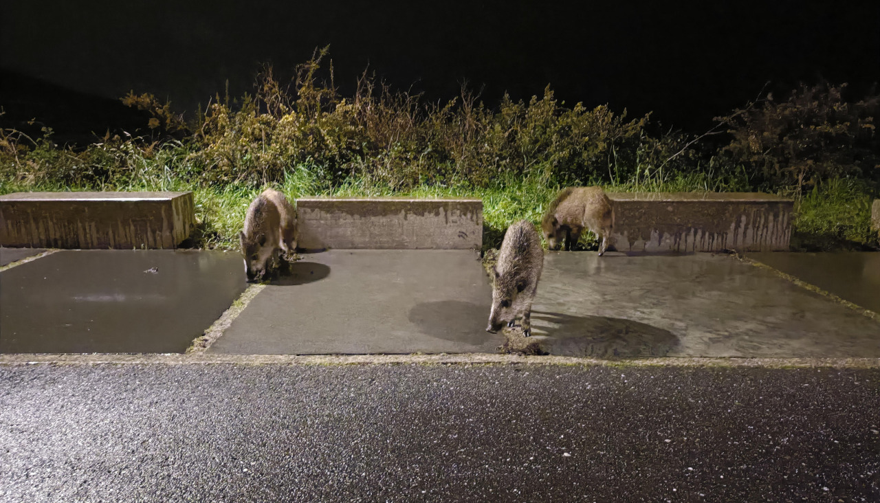 IMG20250128201811_21575974