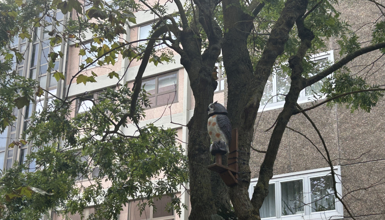 El búho colocado en un árbol