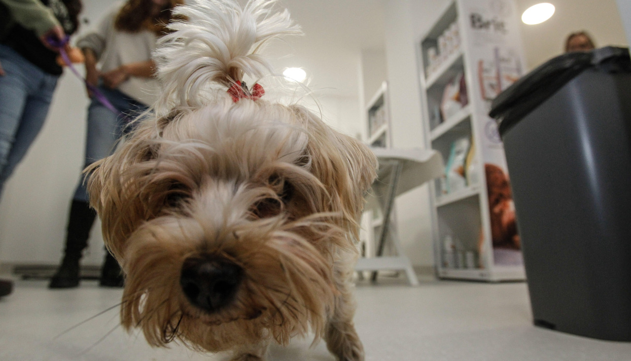 El primer negocio de Xuxán es una clínica veterinaria