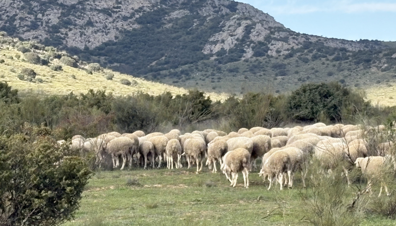 Quesería 1605, con ganadería propia de 1.200 ovejas, elabora sus quesos de forma artesanal desde la obtención de la leche hasta la maduración.