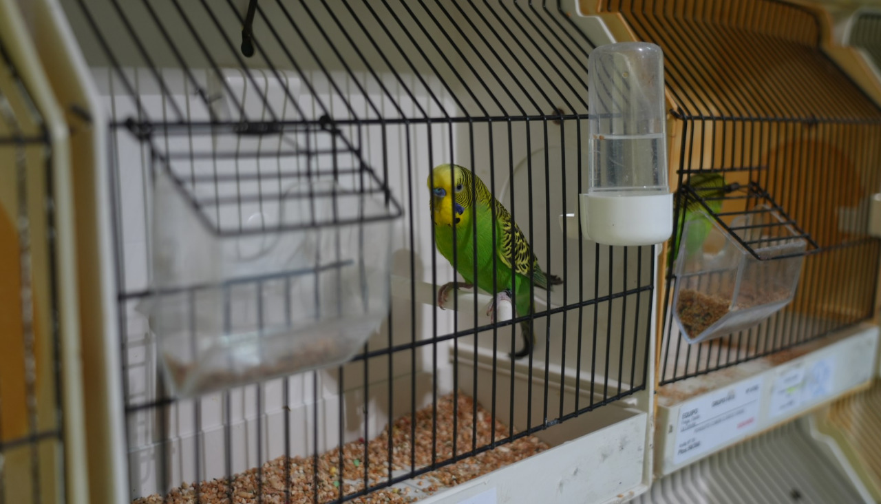 Imagen del concurso del año pasado