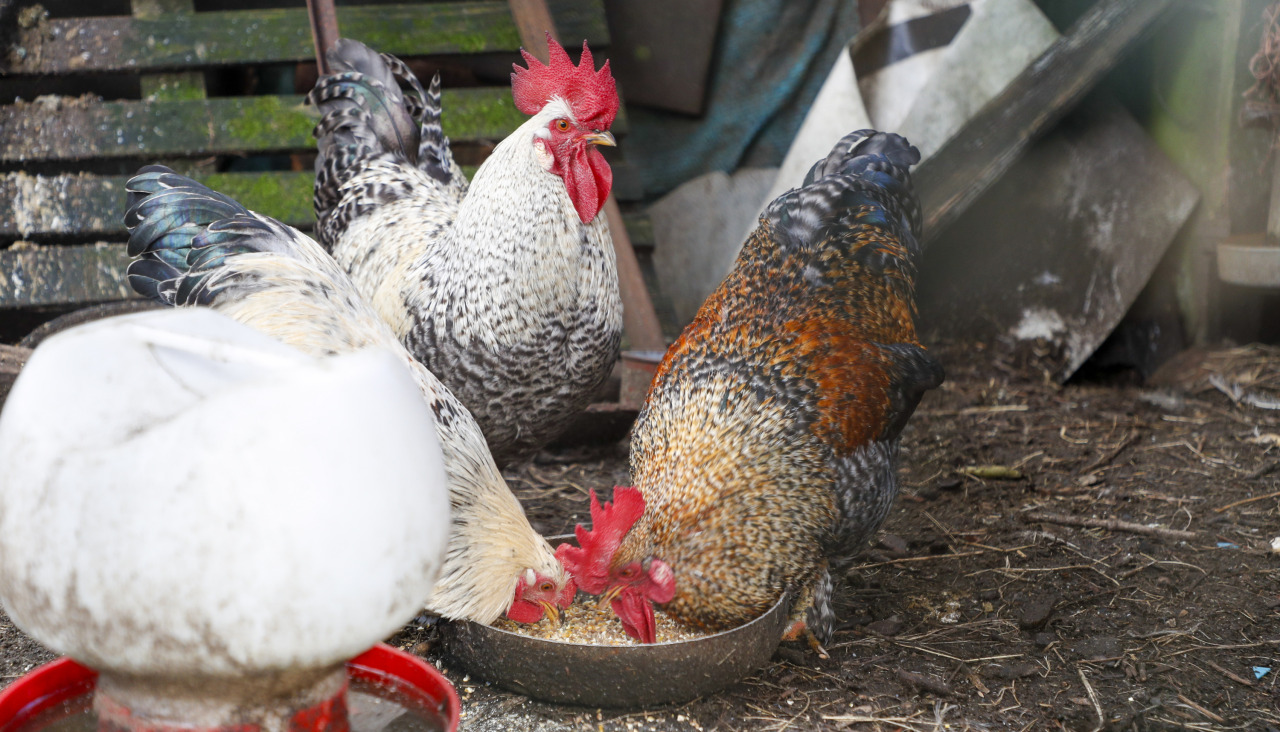 Varias gallinas, en una granja de Lugo