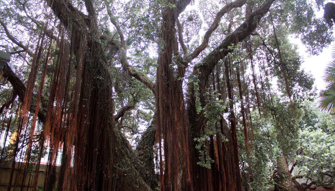 El metrosidero situado junto al cuartel de la Policía Local de A Coruña, en Monte Alto