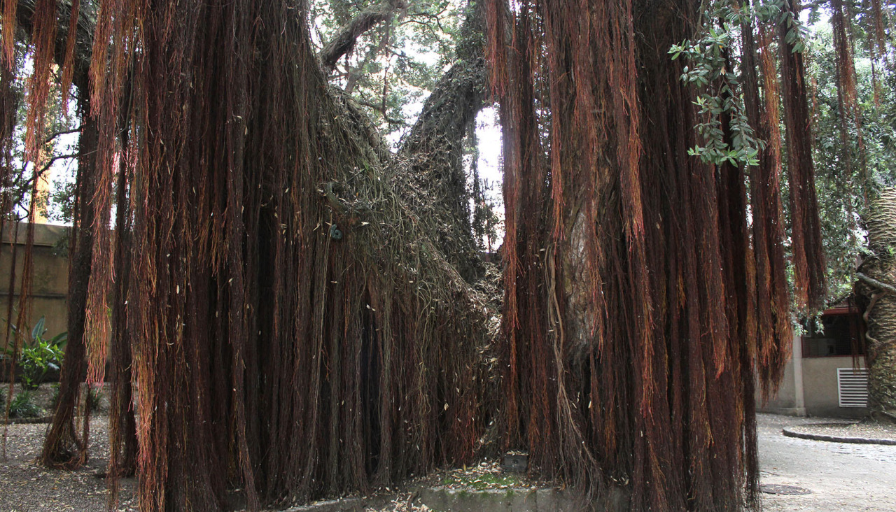 Metrosidero de la Policía Local de A Coruña