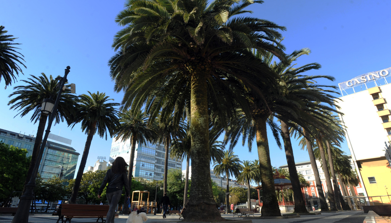 Palmeras de Méndez Núñez