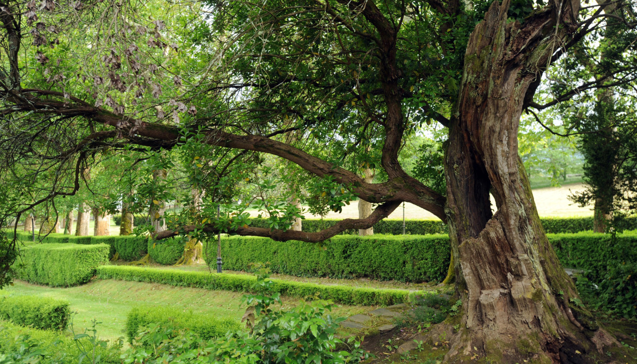 Madroño del Pazo de Mariñán