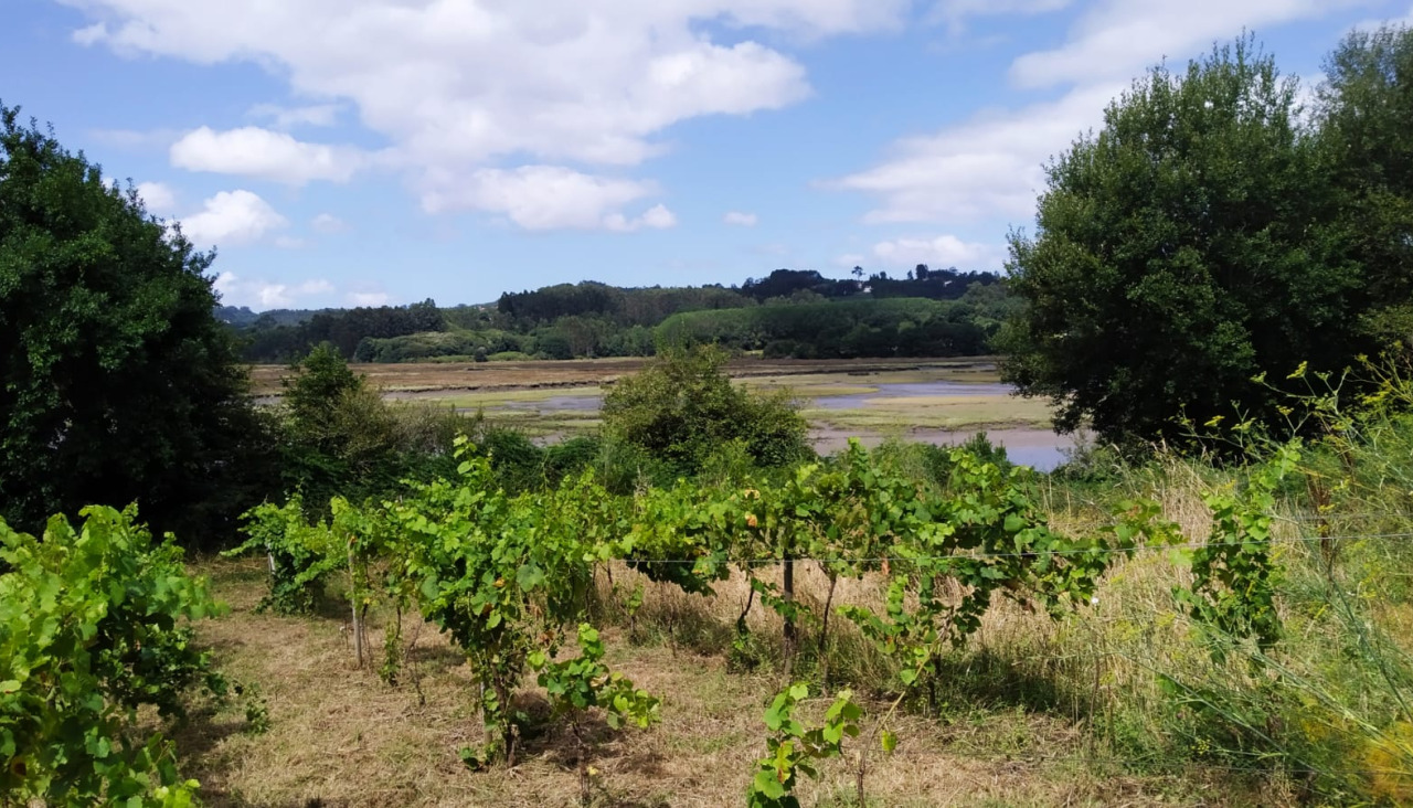 Viñedos en el entorno de la ría de Betanzos