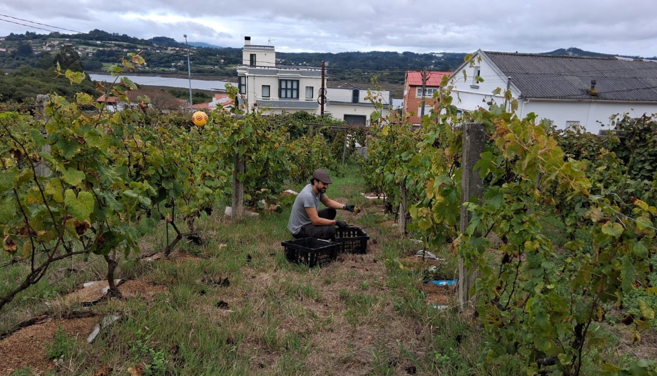 Cultivo de la vid en la comarca de Betanzos