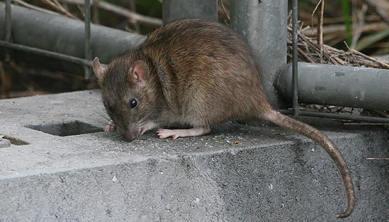 Ratón en la calle