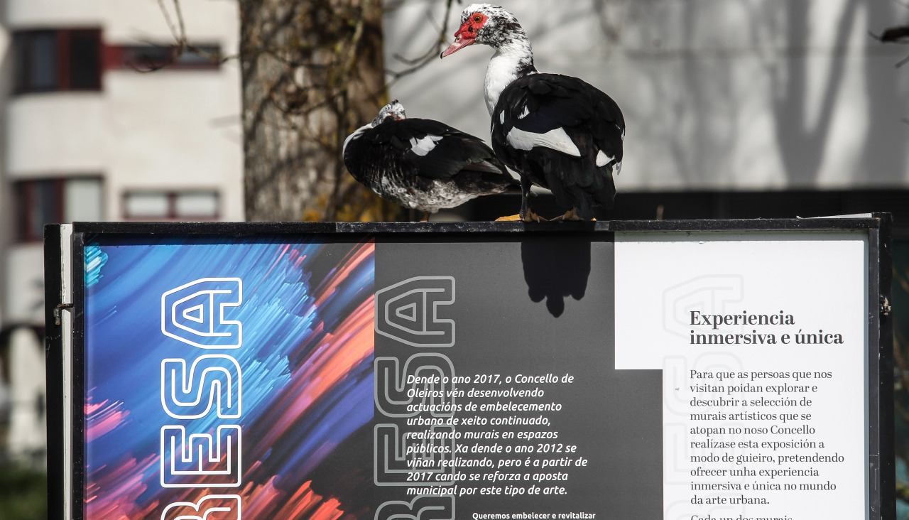

Los patos de Santa Cruz (Oleiros) encaramados a los carteles de la exposición
