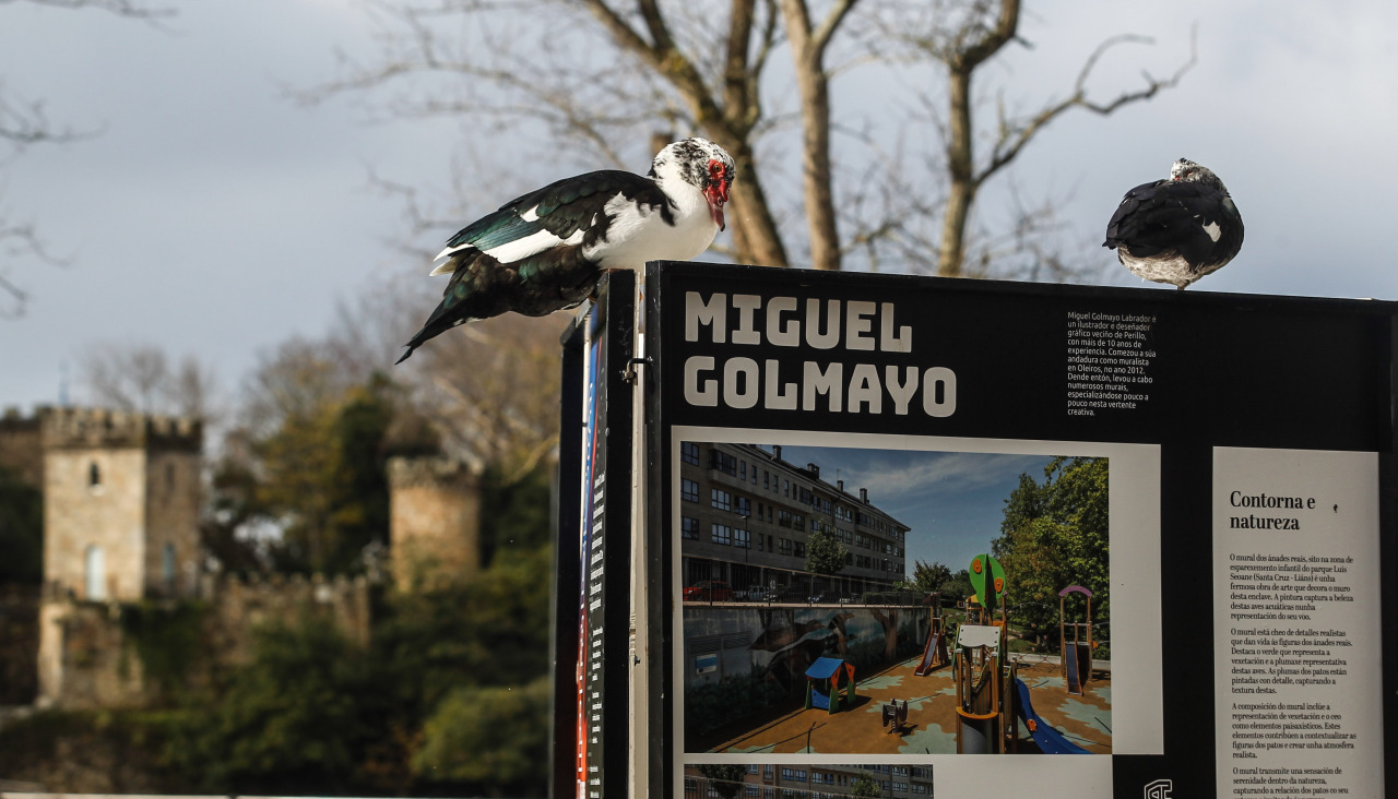 

Los patos de Santa Cruz (Oleiros) encaramados a los carteles de la exposición
