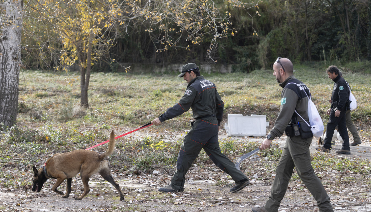 El Cuerpo de Agentes Rurales del Departamento de Interior y Seguridad Pública muestra cómo se trabaja con los agentes caninos en la localización de ejemplares de jabalíes infectados