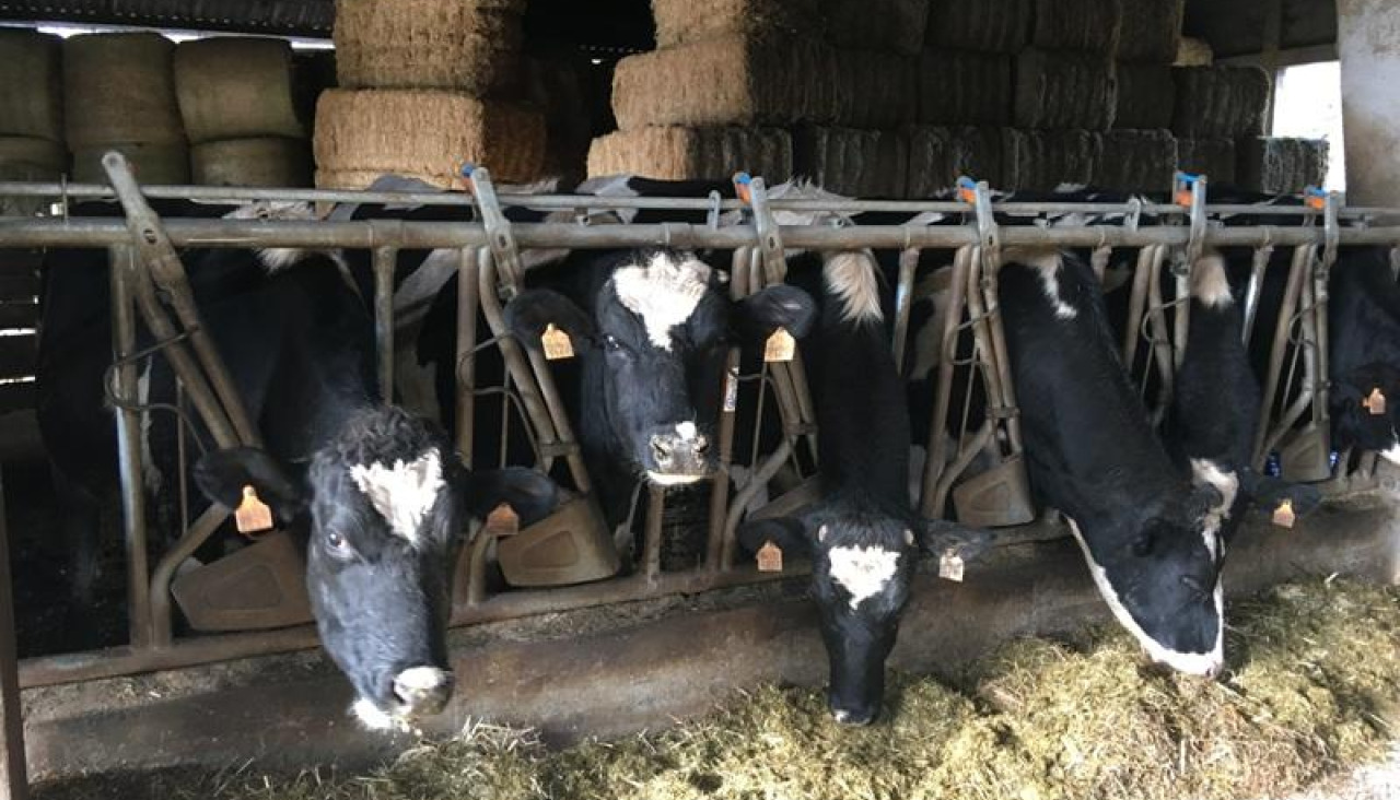 Vacas en una explotación ganadera, en una imagen de 2018