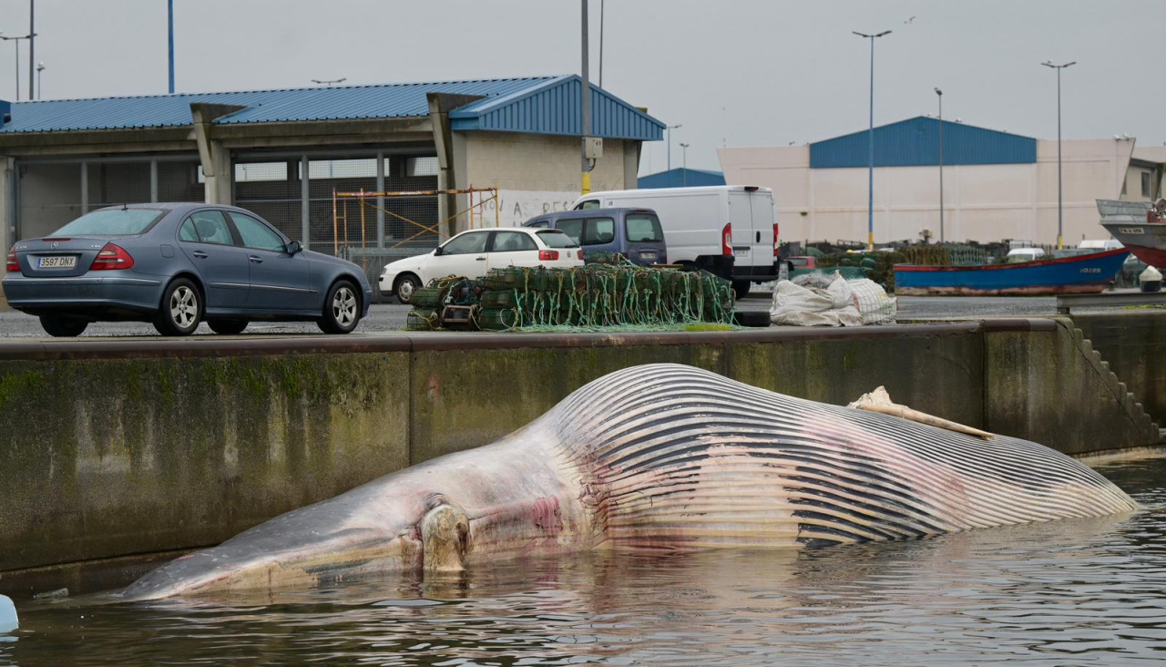 La ballena muerta permanece en la lámina de agua del muelle de Oza