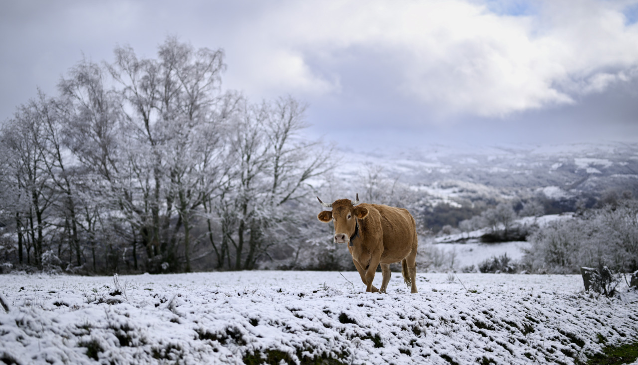 Una vaca este domingo en el paisaje nevado de Chandrexa de Queixa (Ourense)