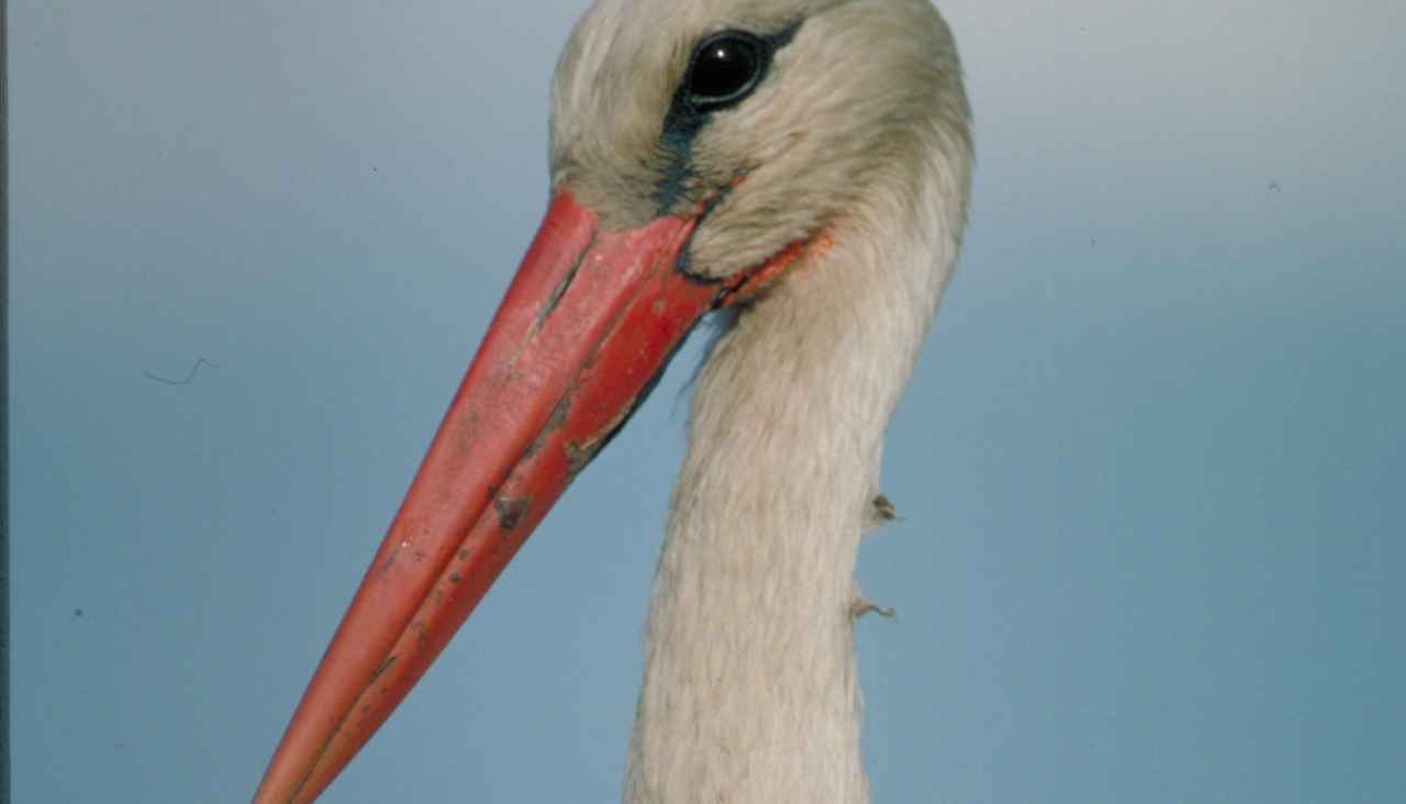 Exposición Fauna esencial