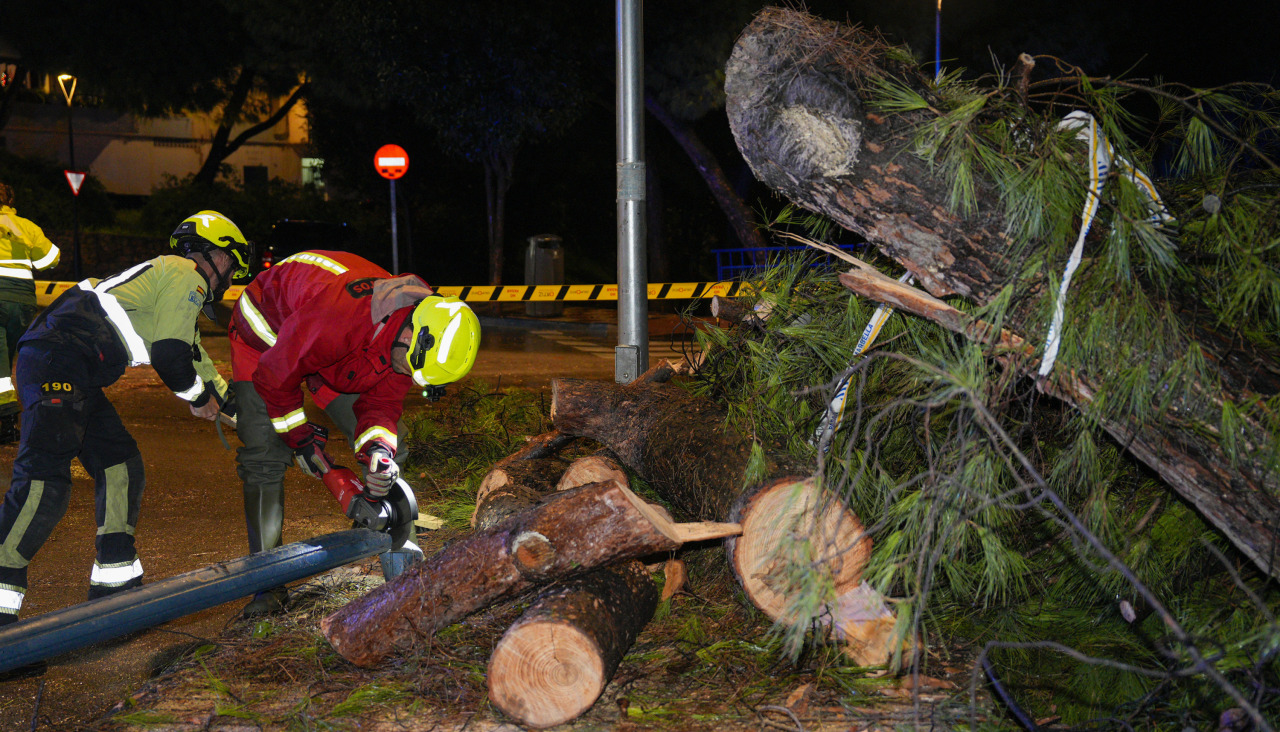 Los Bomberos retiran un árbol caído durante el temporal en Málaga