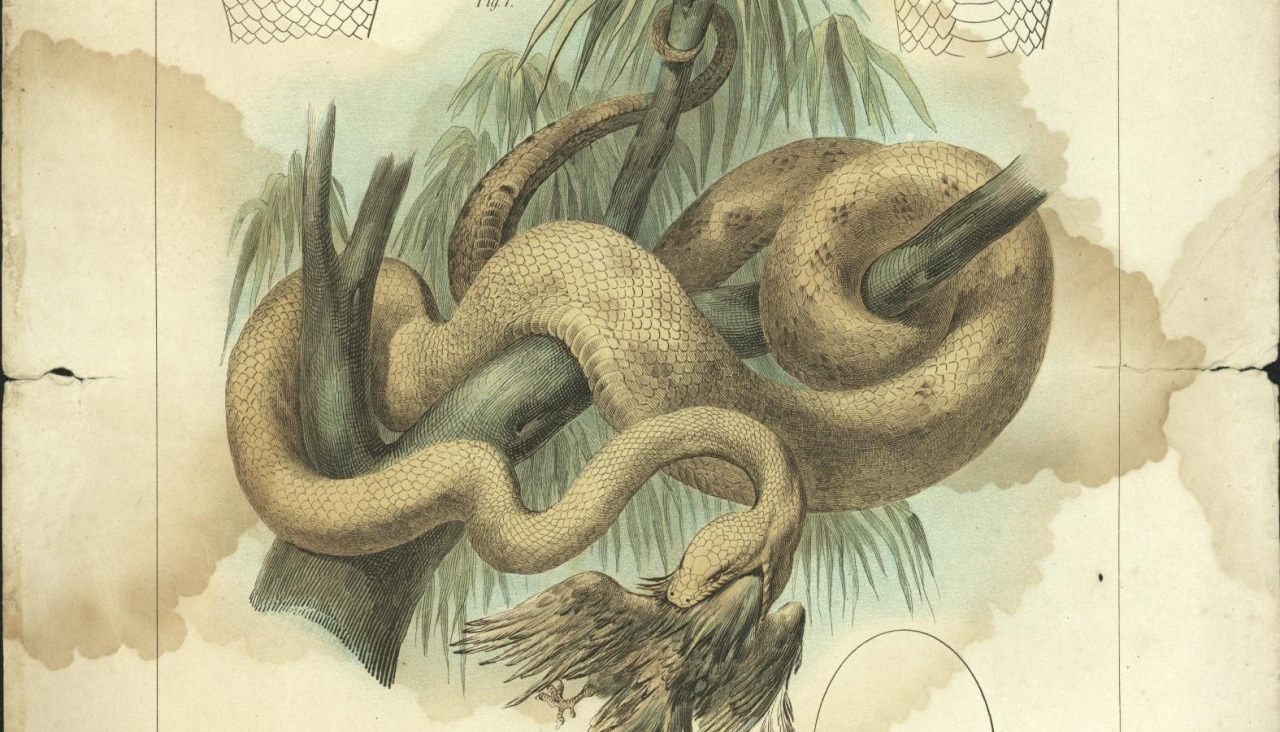 Exposición Seoane & Darwin O naturalista Seoane e o darwinismo a fíns do século XIX