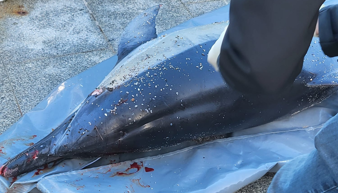 Delfín muerto hallado en la playa de Riazor